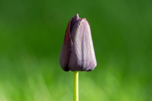 Tulip in Spring Sunlight stock photo