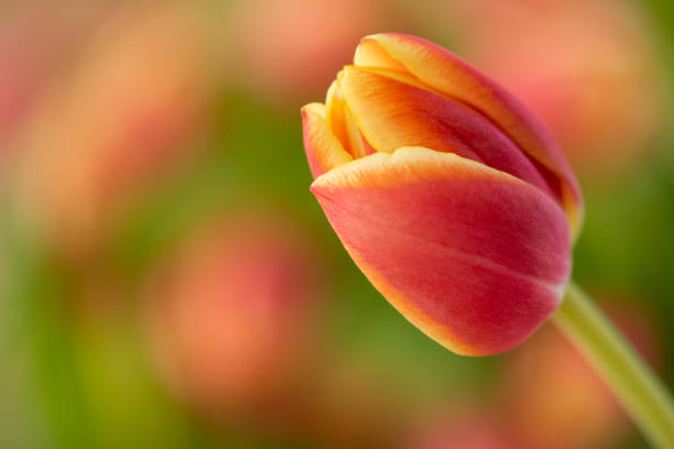 Tulip in the Garden stock photo