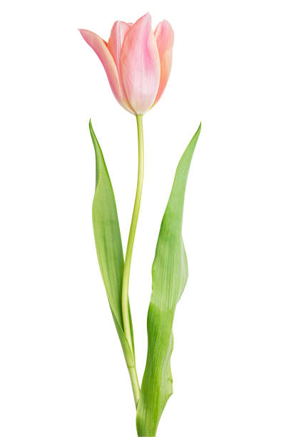 Tulip on white background Pink tulip on white background plant stem photos stock pictures, royalty-free photos & images