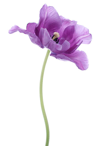 tulip Studio Shot of Purple Colored Tulip Isolated on White Background. Large Depth of Field (DOF). Macro. National Flower of The Netherlands, Turkey and Hungary. single flower stock pictures, royalty-free photos & images