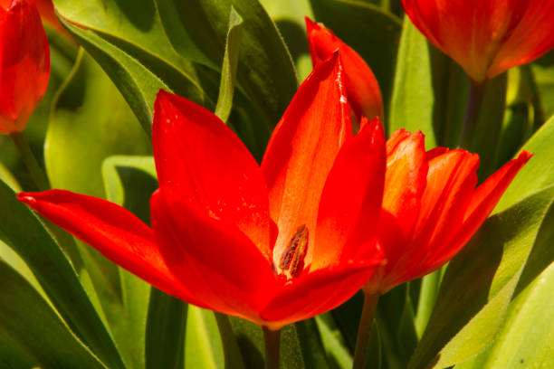 Tulip sprengeri stock photo