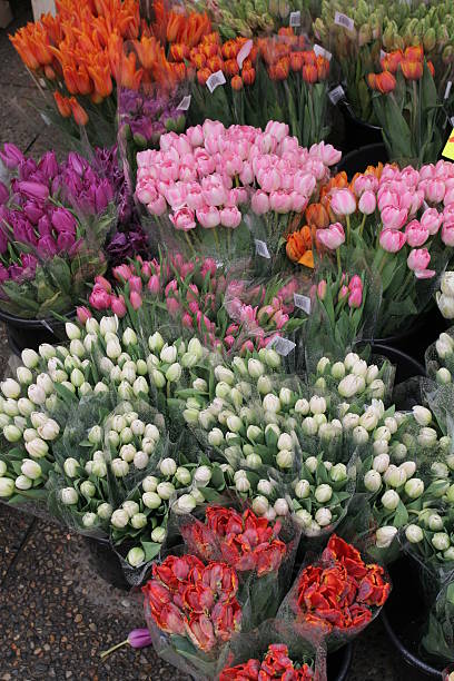 Tulip stall Tulip stall in Holland amsterdam noord stock pictures, royalty-free photos & images