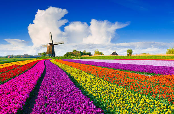 Tulips and Windmill Colorful tulip field in front of a Dutch windmill under a nicely clouded sky. dutch culture stock pictures, royalty-free photos & images