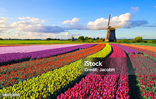 istock Tulips and Windmill 680242590