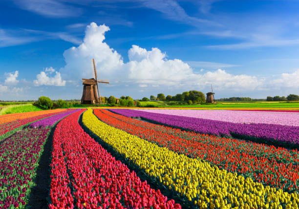 Tulips and Windmills stock photo