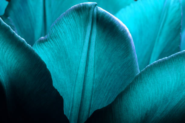 Tulips closeup macro. Petals of smooth aqua menthe color tulips close-up macro background texture. stock photo