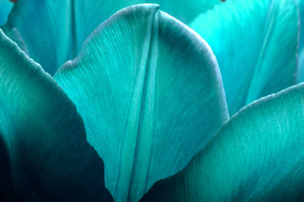Tulips closeup macro. Petals of smooth aqua menthe color tulips close-up macro background texture. Tulips closeup macro. Petals of smooth aqua menthe color tulips close-up macro background texture aqua menthe photos stock pictures, royalty-free photos & images