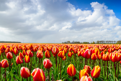 Blossoming red white tulips in a field during a windy spring afternoon with incoming storm clouds over the horizon