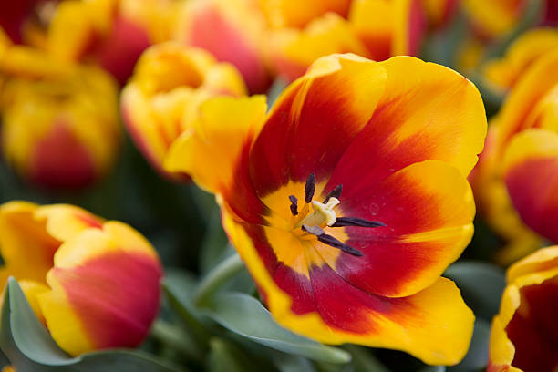 Tulips in garden stock photo