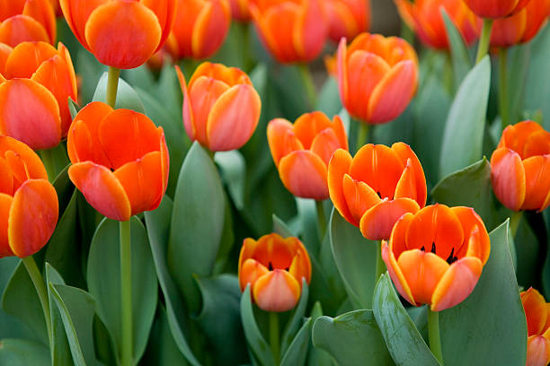 Tulips in garden red and orange colour stock photo