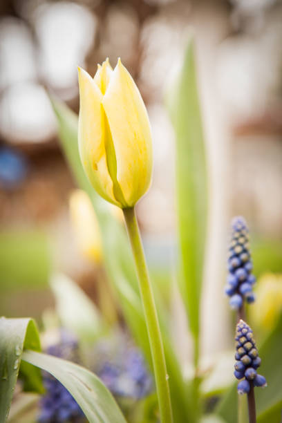 Tulips in Spring stock photo