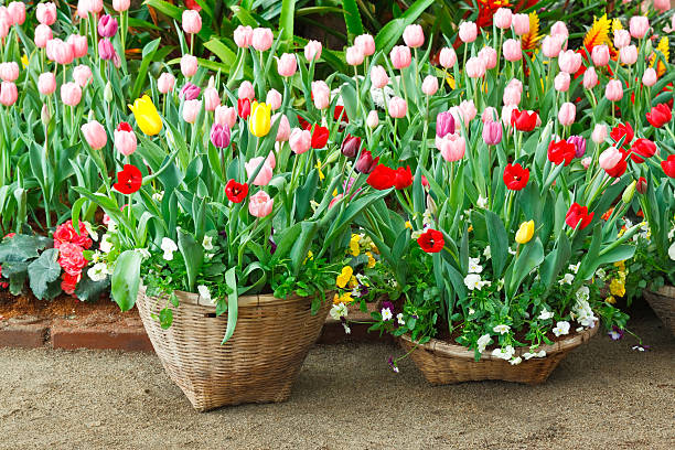 Tulips in the basket stock photo