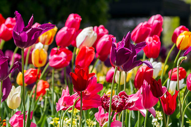Tulips of differents colors stock photo
