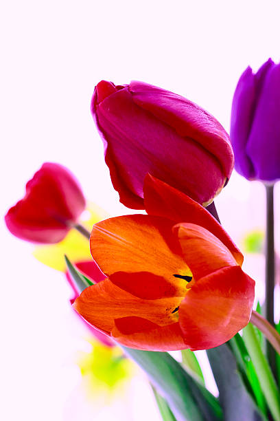 tulips stock photo