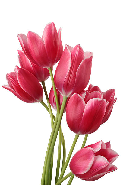 Tulips Bouquet of tulip on a white background. Clipping path tulip stock pictures, royalty-free photos & images