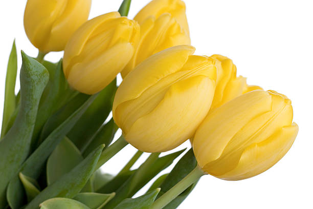 tulips stock photo