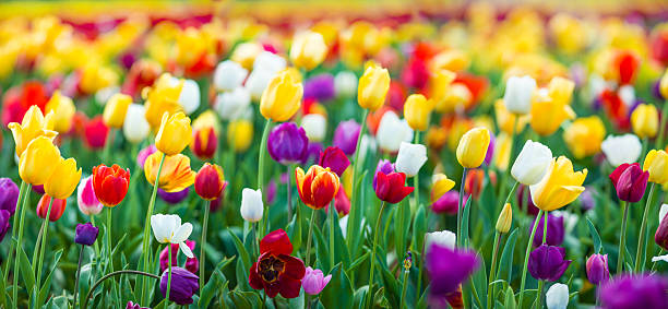Tulips XXXL Colourful tulip field XXXL large file tulip stock pictures, royalty-free photos & images