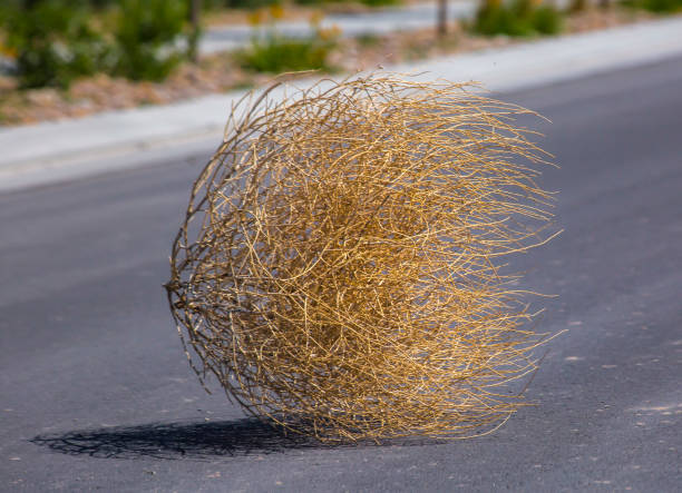 Tumbleweed n the center of a residential street stock photo