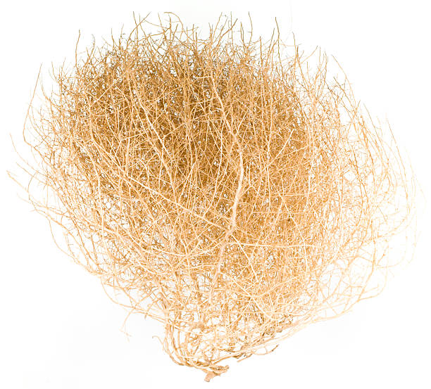 Tumbleweed on white background Dry Bush of Desert Tumble Weed on White Background dead plant photos stock pictures, royalty-free photos & images