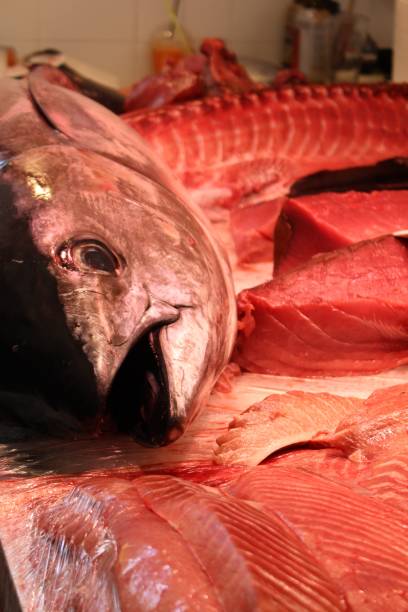 Tuna fish stock photo