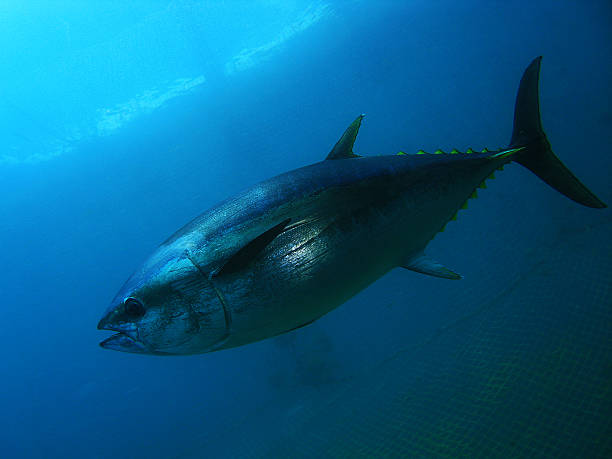 Tuna stock photo