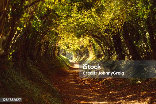 istock Tunnel of trees along country path in autumn 1284782627