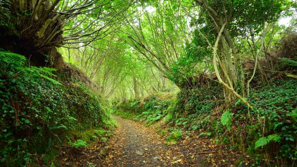 Tunnel-like footpath in a green hazel forest in Brittany, France stock photo