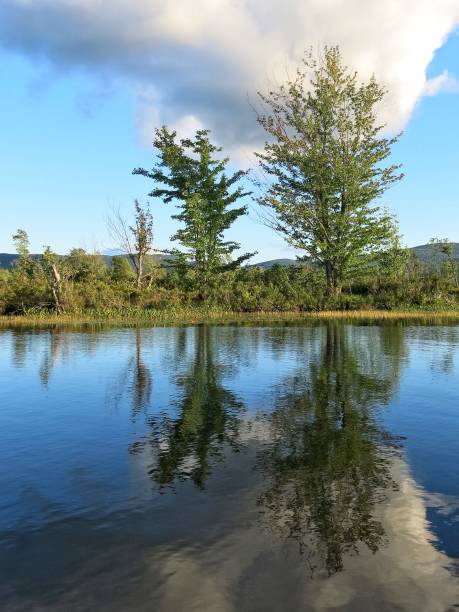 Tupper Lake, NY Summer Trees, Cloud Water Reflection Tupper Lake Summer Trees, Cloud Water Reflection tupper lake stock pictures, royalty-free photos & images