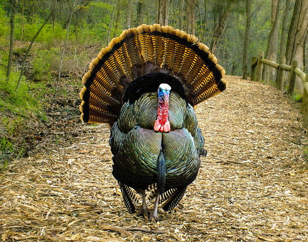 Turkey showing off it's feathers in the Spring stock photo