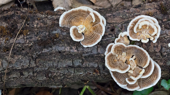 Turkey tail (Trametes versicolor) mushroom growing on a tree log fallen in deciduous forest.