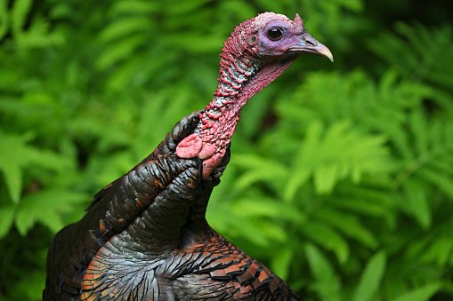 Male wild turkey in forest clearing, turning head to look around, with blurred ferns in background