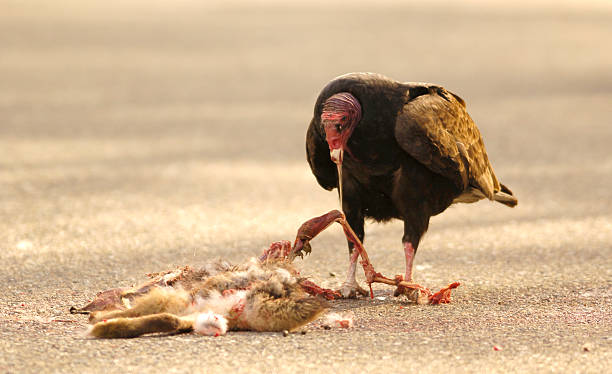 Turkey Vulture (cathartis aura) Eating Carrion A turkey vulture eating carrion on a roadway carrion stock pictures, royalty-free photos & images
