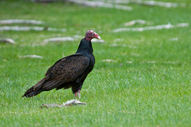 Turkey Vulture Feeding on a Carcass The Turkey Vulture (Cathartes aura) is a scavenger, feeding mainly on dead carcasses. This vulture was photographed near Walnut Canyon Lakes in Flagstaff, Arizona, USA. jeff goulden vulture stock pictures, royalty-free photos & images