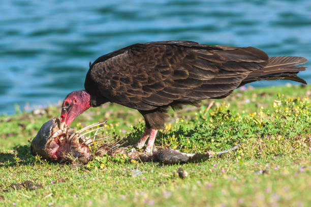 Turkey Vulture Feeding on a Fish Carcass The Turkey Vulture (Cathartes aura) is a scavenger, feeding mainly on dead carcasses.  This vulture was photographed while feeding on a fish carcass next to Walnut Canyon Lakes in Flagstaff, Arizona, USA. jeff goulden vulture stock pictures, royalty-free photos & images
