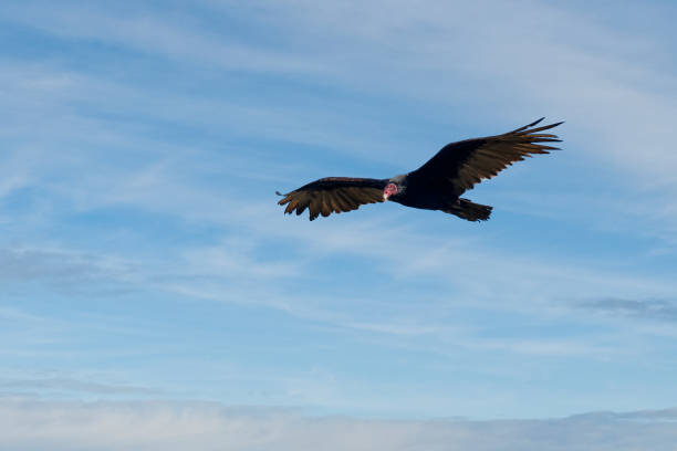 Turkey Vulture Flying The Turkey Vulture (Cathartes aura) is a scavenger, feeding mainly on dead carcasses.  This vulture was photographed while flying over Campbell Mesa in the Coconino National Forest near Flagstaff, Arizona, USA. jeff goulden vulture stock pictures, royalty-free photos & images