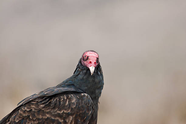 Turkey Vulture Looking at Camera The Turkey Vulture (Cathartes aura) is a scavenger, feeding mainly on dead carcasses. This vulture was found at Chimney Rock Junction in Point Reyes National Seashore, California, USA. jeff goulden vulture stock pictures, royalty-free photos & images