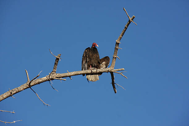 Turkey Vulture on a Dead Branch stock photo