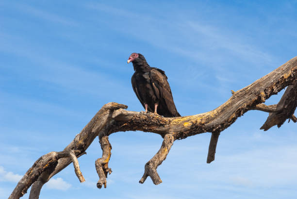 Turkey Vulture Perched in a Dead Tree The Turkey Vulture (Cathartes aura) is a scavenger, feeding mainly on dead carcasses.  This vulture was photographed while perched in a tree on Campbell Mesa in the Coconino National Forest near Flagstaff, Arizona, USA. jeff goulden vulture stock pictures, royalty-free photos & images
