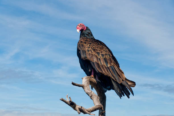Turkey Vulture Perched in a Dead Tree The Turkey Vulture (Cathartes aura), also known as the buzzard, is the most widespread of the North and South American vultures.  Its common name comes from a bald red head and dark plumage which resembles that of a male wild turkey.  The range of the turkey vulture is from southern Canada to the tip of South America.  It inhabits a variety of habitats including forests, shrublands, pastures and deserts.  The turkey vulture is a scavenger with a keen sense of smell and eyesight which enables it to find dead and decaying animals (carrion), its main source of food.  In flight, they rely on thermals and need to flap their wings infrequently.  The turkey vulture roosts in large communal groups and nests in hollow trees, caves and thickets.  They usually raise two chicks a year which they feed through regurgitation.  This turkey vulture was photographed while perched in a tree on Campbell Mesa in the Coconino National Forest near Flagstaff, Arizona, USA. jeff goulden vulture stock pictures, royalty-free photos & images