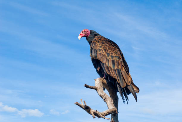 Turkey Vulture Perched in a Dead Tree The Turkey Vulture (Cathartes aura), also known as the buzzard, is the most widespread of the North and South American vultures.  Its common name comes from a bald red head and dark plumage which resembles that of a male wild turkey.  The range of the turkey vulture is from southern Canada to the tip of South America.  It inhabits a variety of habitats including forests, shrublands, pastures and deserts.  The turkey vulture is a scavenger with a keen sense of smell and eyesight which enables it to find dead and decaying animals (carrion), its main source of food.  In flight, they rely on thermals and need to flap their wings infrequently.  The turkey vulture roosts in large communal groups and nests in hollow trees, caves and thickets.  They usually raise two chicks a year which they feed through regurgitation.  This turkey vulture was photographed while perched in a tree on Campbell Mesa in the Coconino National Forest near Flagstaff, Arizona, USA. jeff goulden vulture stock pictures, royalty-free photos & images