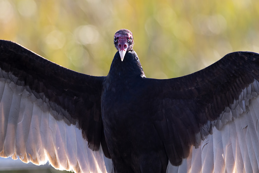 Close up of turkey vulture with its wings spread wide