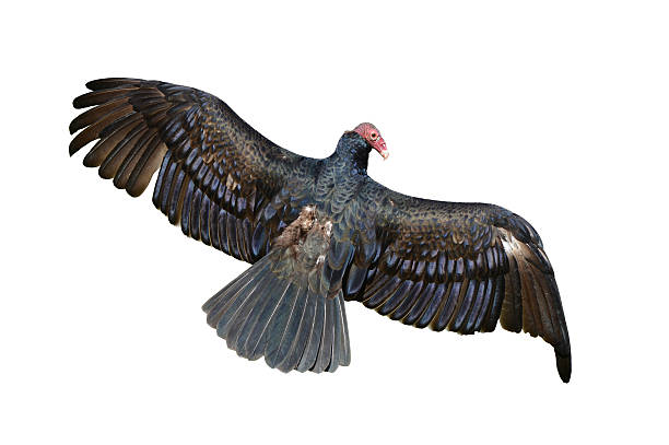 Turkey Vulture stock photo