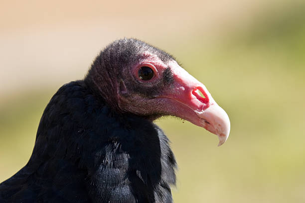 Turkey Vulture Profile stock photo