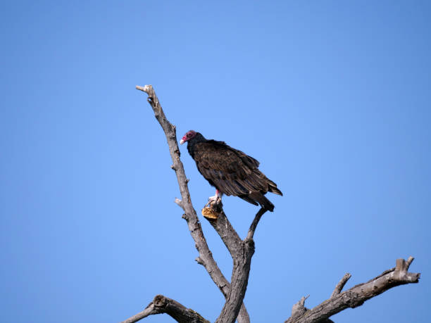 A Turkey Vulture Sitting on a Tree Branch stock photo