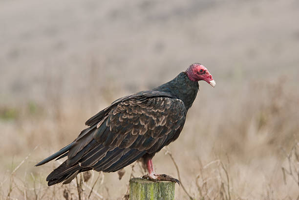 Turkey Vulture Standing on a Fence The Turkey Vulture (Cathartes aura) is a scavenger, feeding mainly on dead carcasses. This vulture was found at Chimney Rock Junction in Point Reyes National Seashore, California, USA. jeff goulden vulture stock pictures, royalty-free photos & images