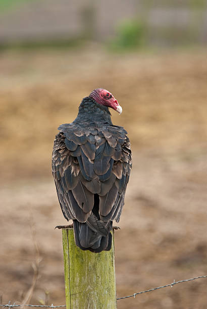 Turkey Vulture Standing on a Fence Post The Turkey Vulture (Cathartes aura) is a scavenger, feeding mainly on dead carcasses. This vulture was found at Chimney Rock Junction in Point Reyes National Seashore, California, USA. jeff goulden vulture stock pictures, royalty-free photos & images