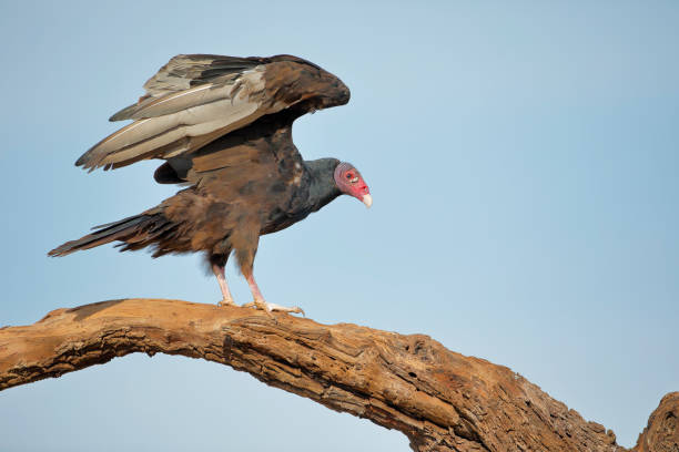 Turkey Vulture (Cathartes aura) wingspan, South Texas, USA stock photo