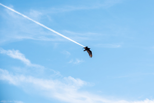 Due to lucky timing a turkey vulture appears to emit a contrail as it flies through the sky. Not photoshopped.