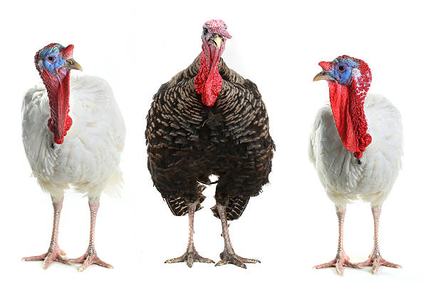 Turkeys Turkeys  isolated on a white background. Studio animal neck stock pictures, royalty-free photos & images