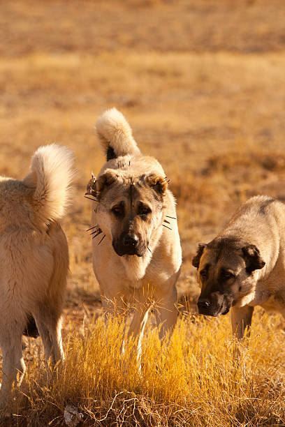 Turkish Anatolian Shepherd Dogs "Turkish Anatolian Shepherd Dogs, the middle dog is wearing a spiked collar to guard it's throat against wolves, Aladaglar National Park, Turkey.For more photos of Turkey ..." anatolia stock pictures, royalty-free photos & images
